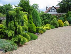 Conifer Shrubs