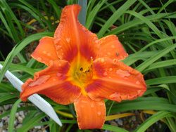 Tetraploid Daylily