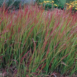 grasses cylindrica imperata