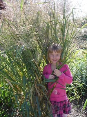 Little Girl in Ornamental Grass