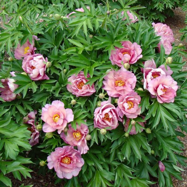 Pink Double Dandy Itoh Peony - K & K Gardens