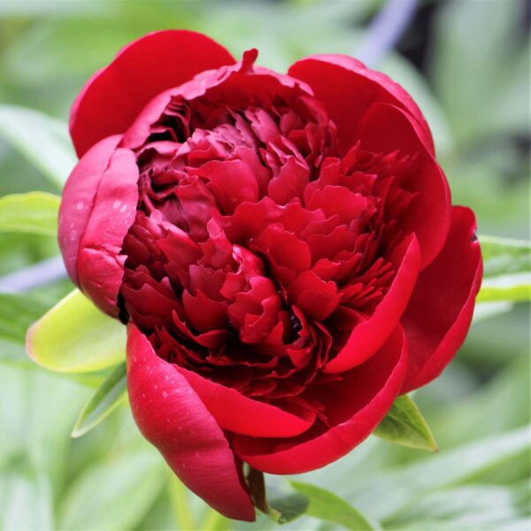 Red Charm Peony - K & K Gardens