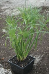 dwarf papyrus water plant