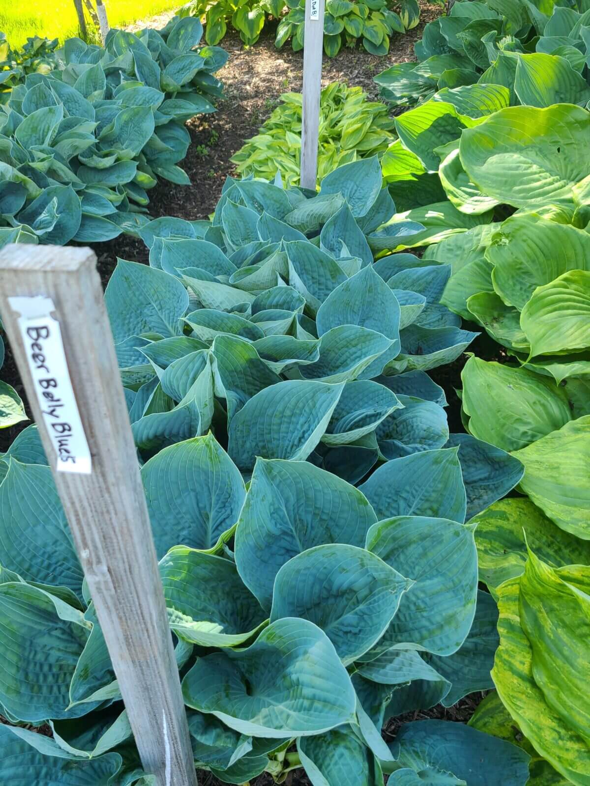 Beer Belly Blues Hosta