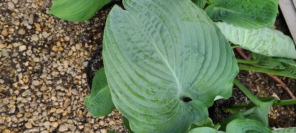 Cyclops Hosta