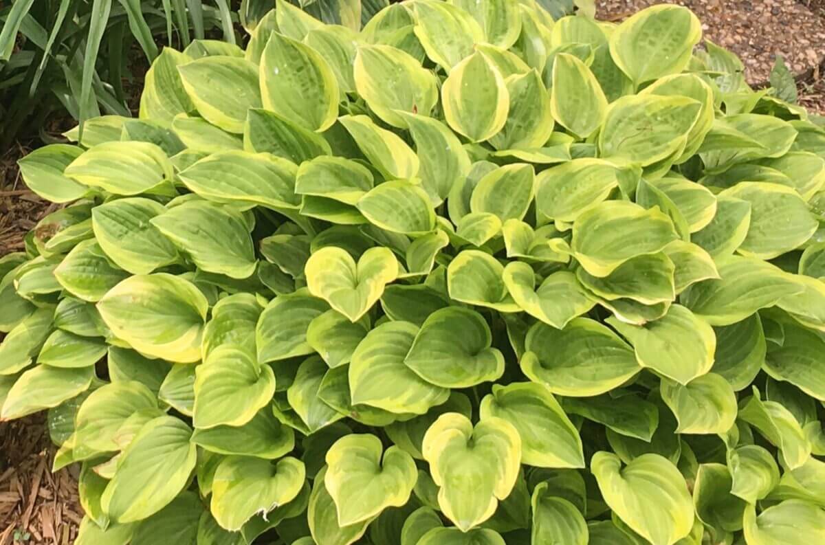 Golden Tiara Hosta