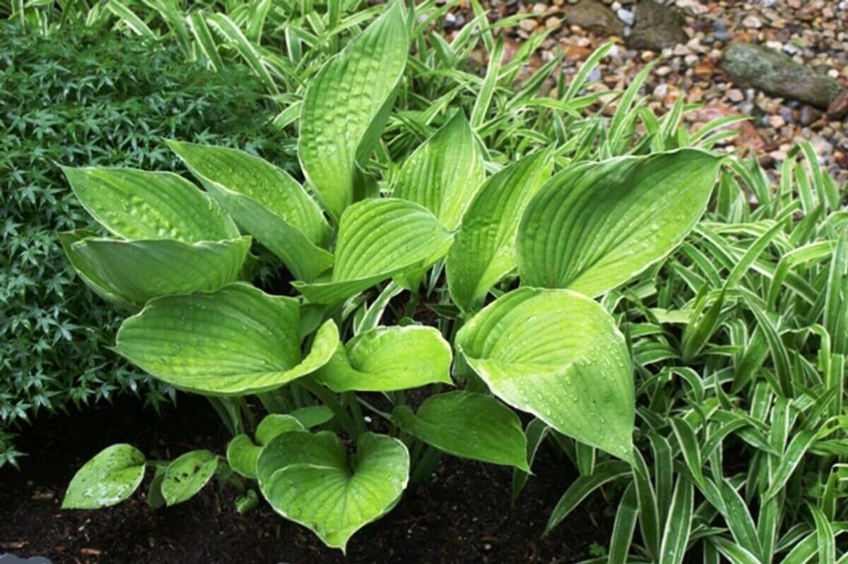 Sum Cup-O-Joe Hosta