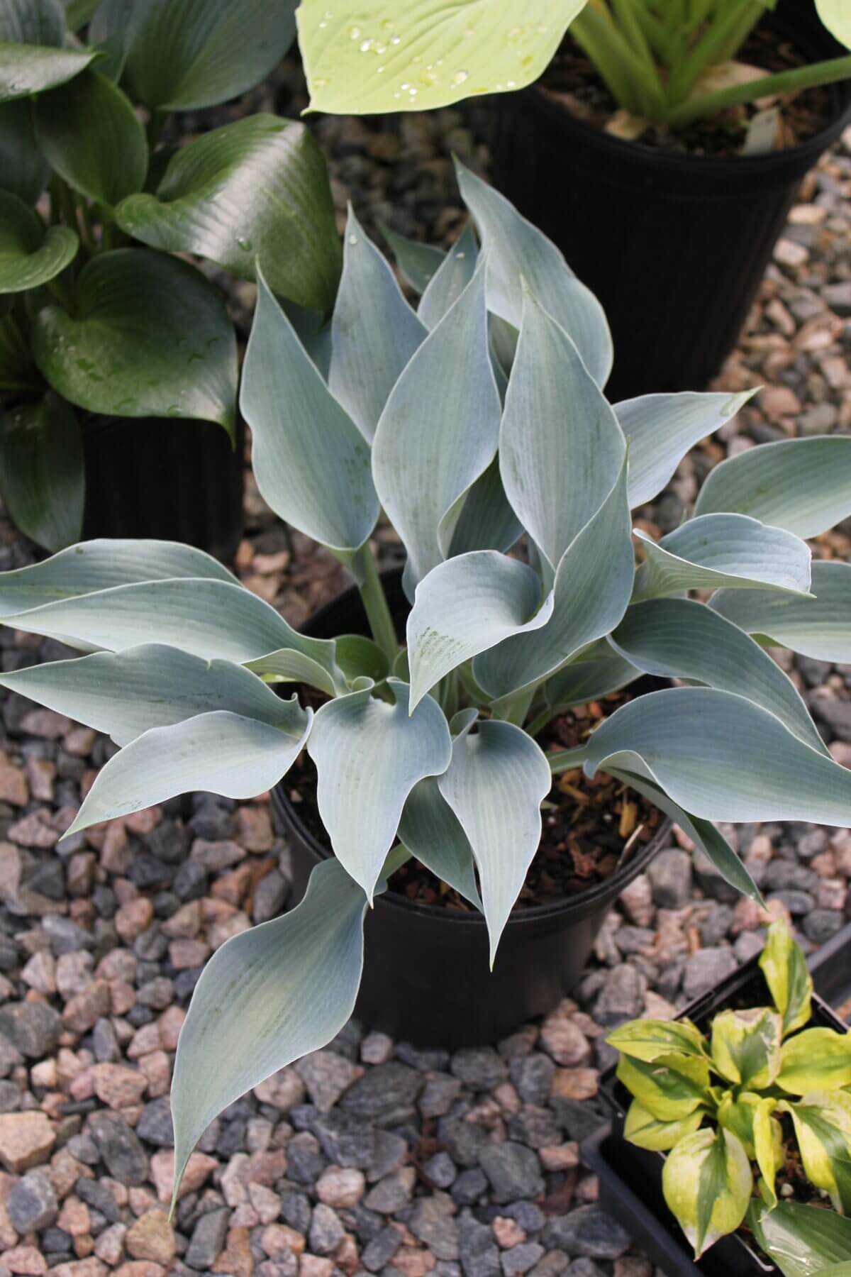 Bluebird of Happiness Hosta