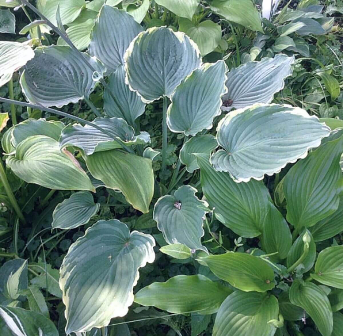 Blue Jeans Bling Hosta