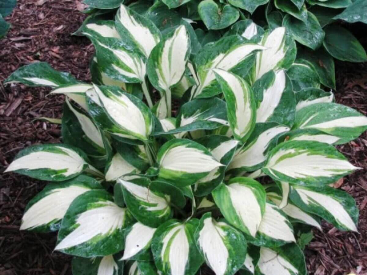 Enterprise Hosta