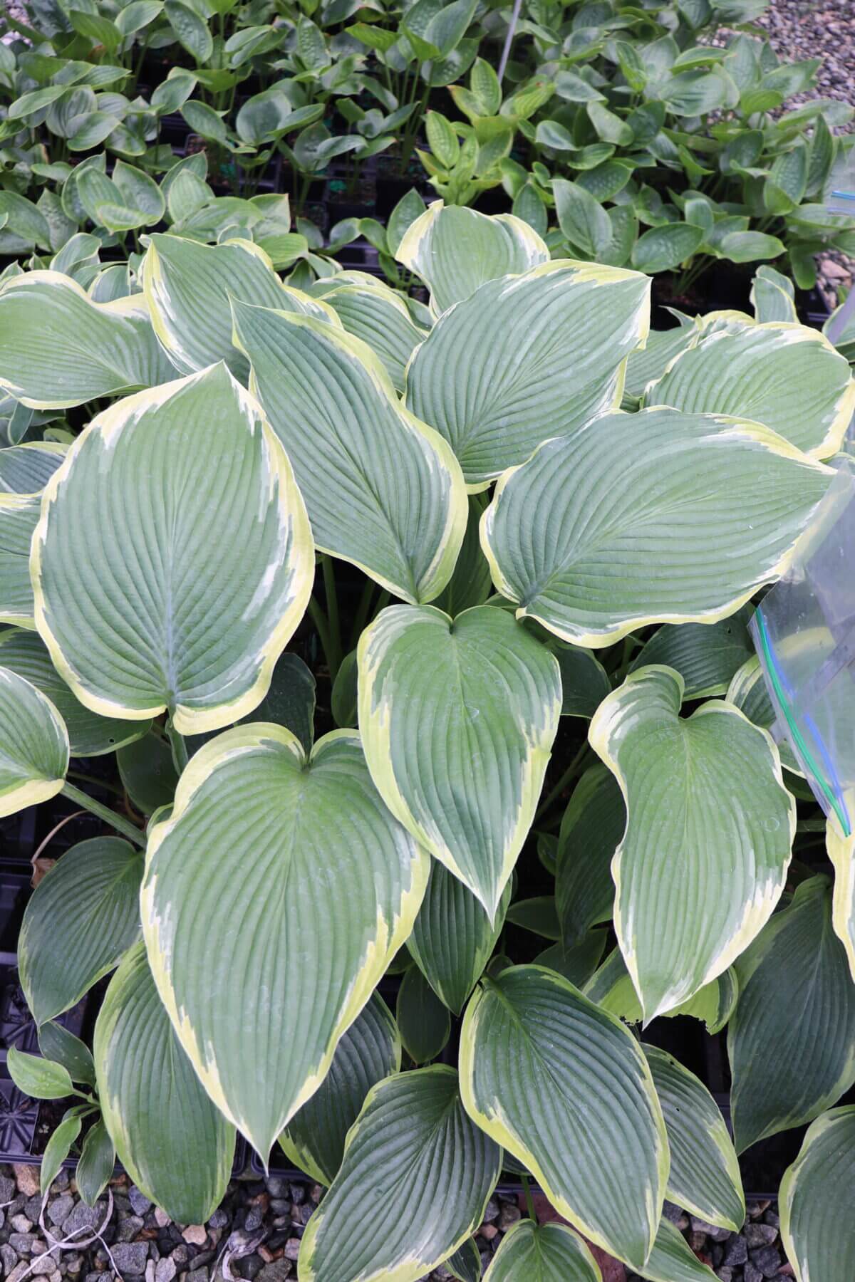 Oyster Bar Hosta