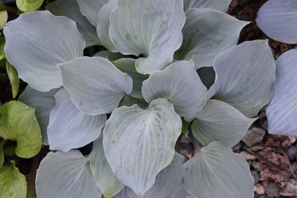 Plum Delicious Hosta