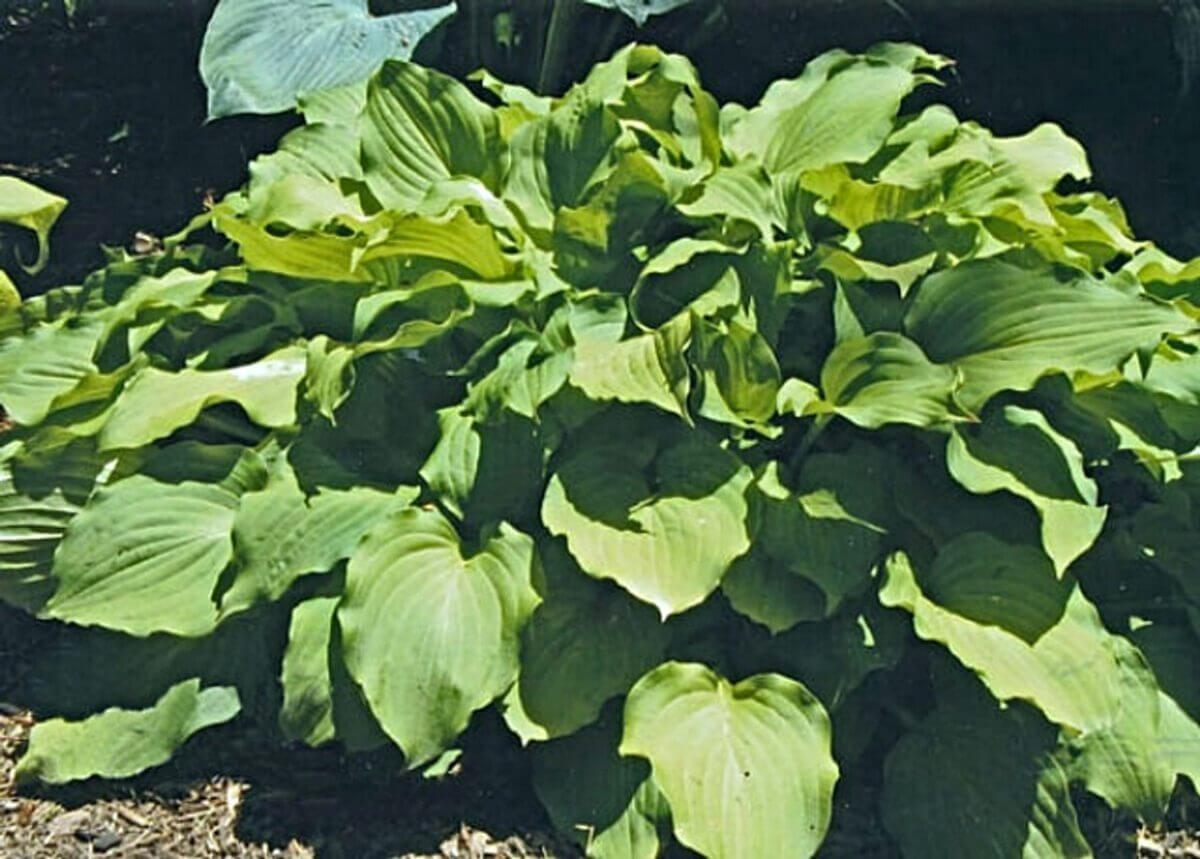 Sublime Lime Hosta