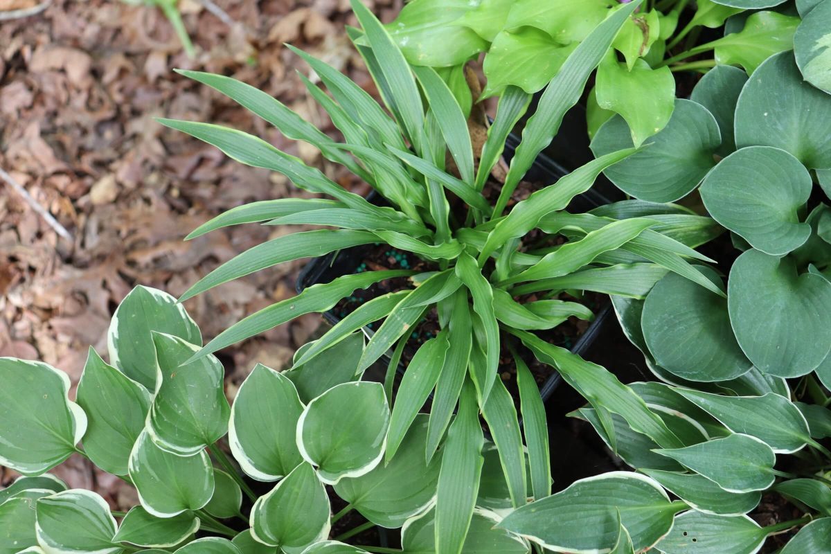 Chili Fries Hosta