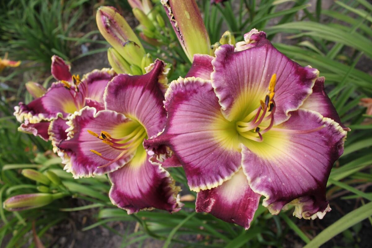 Bestseller Daylily