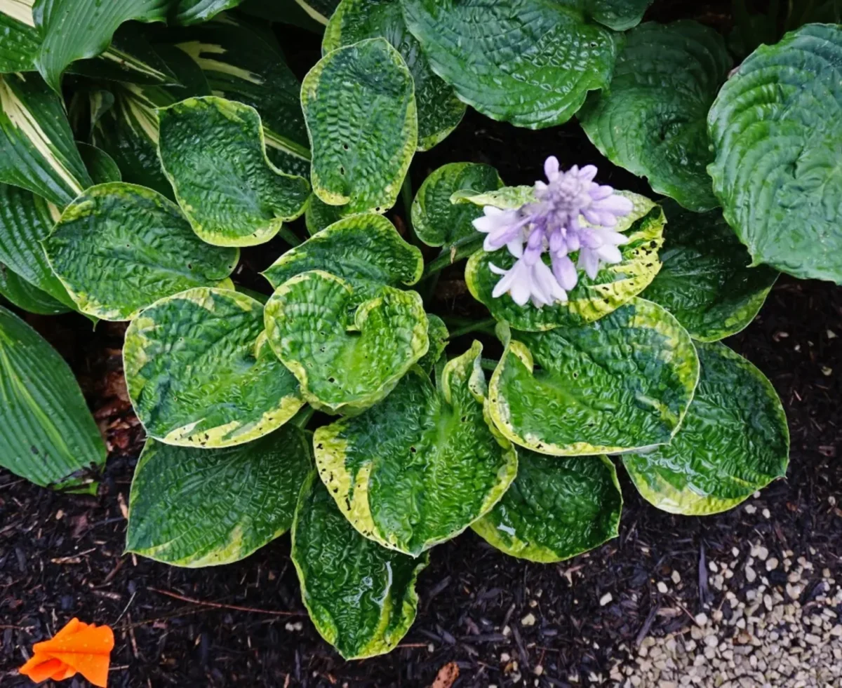 Bubble Wrap Hosta