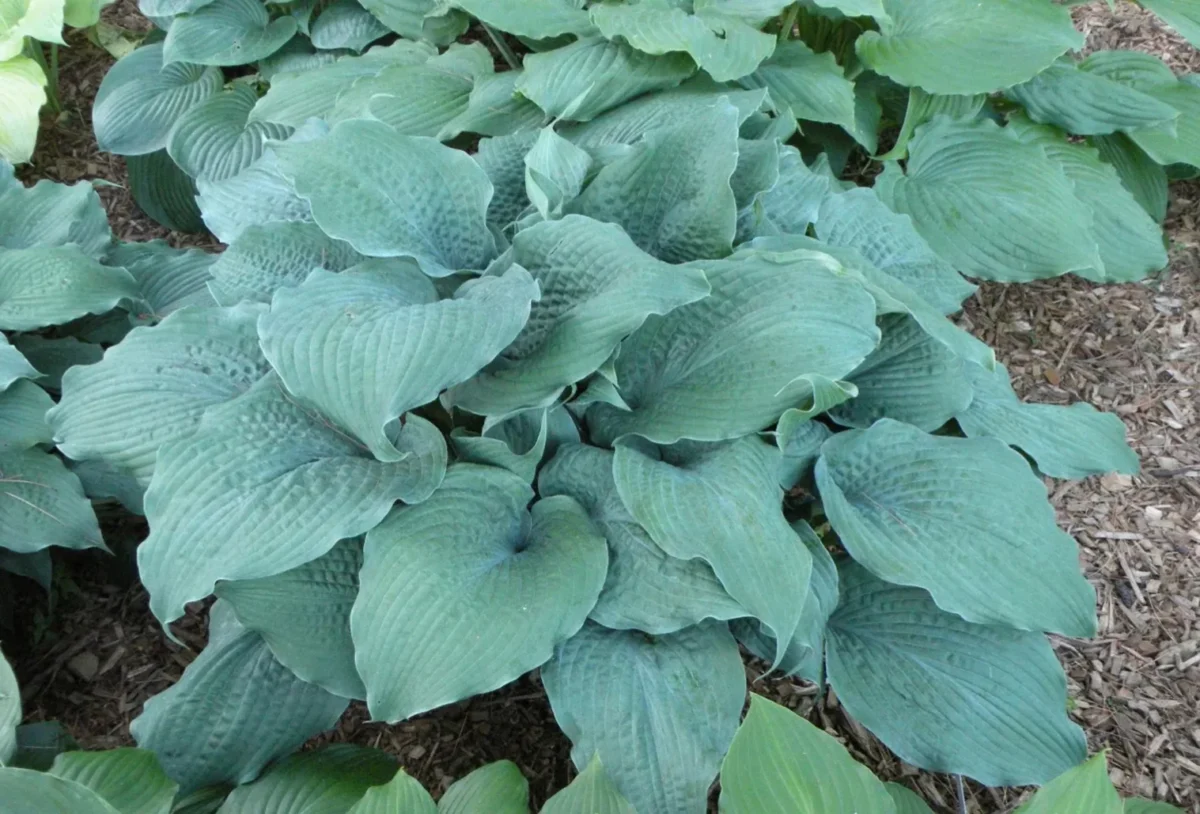 Epic Blue Wave Hosta