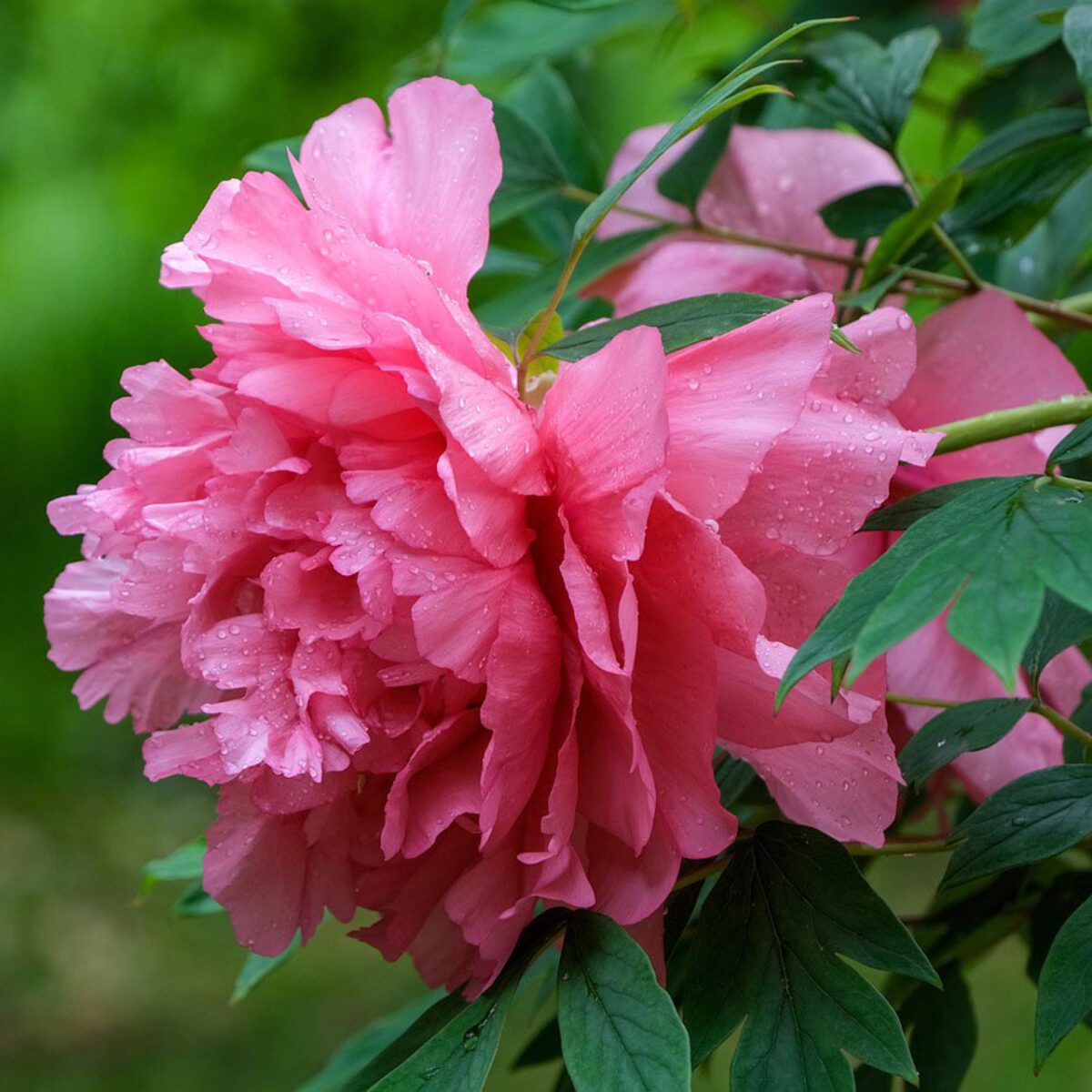 Rosy Jade Tree Peony